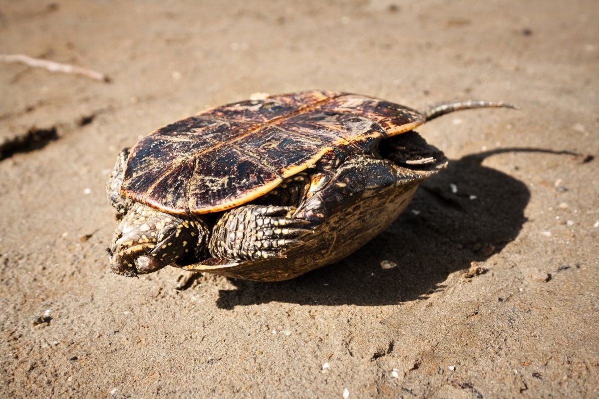 Dead turtle on the sun