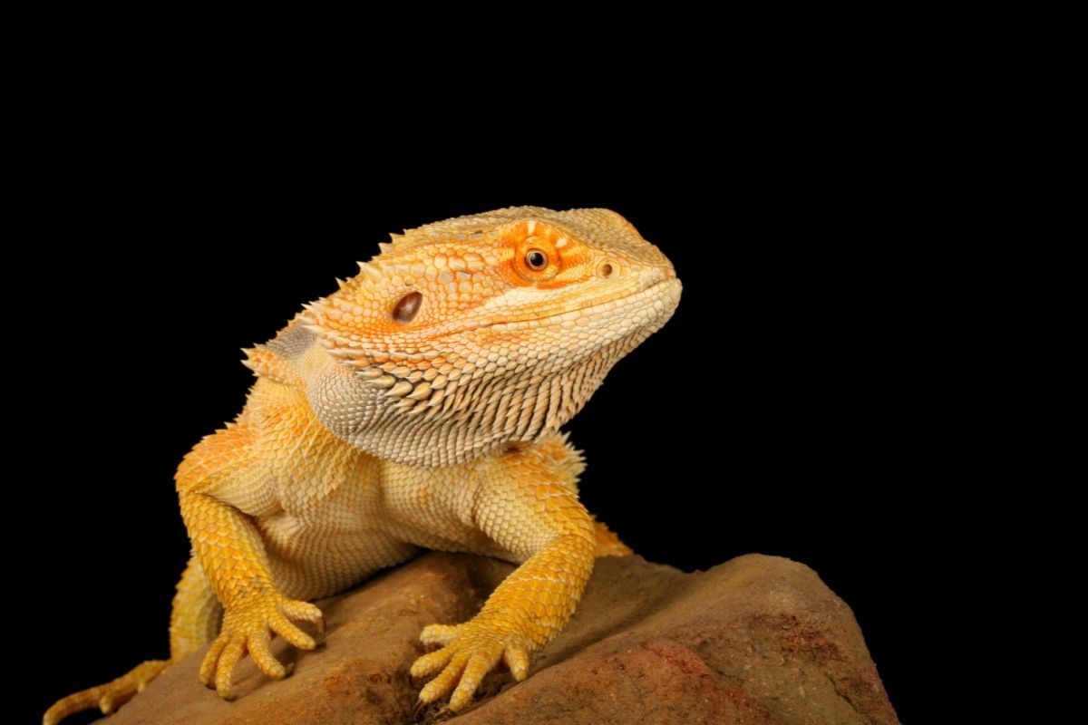 Yellow bearded dragon on a rock