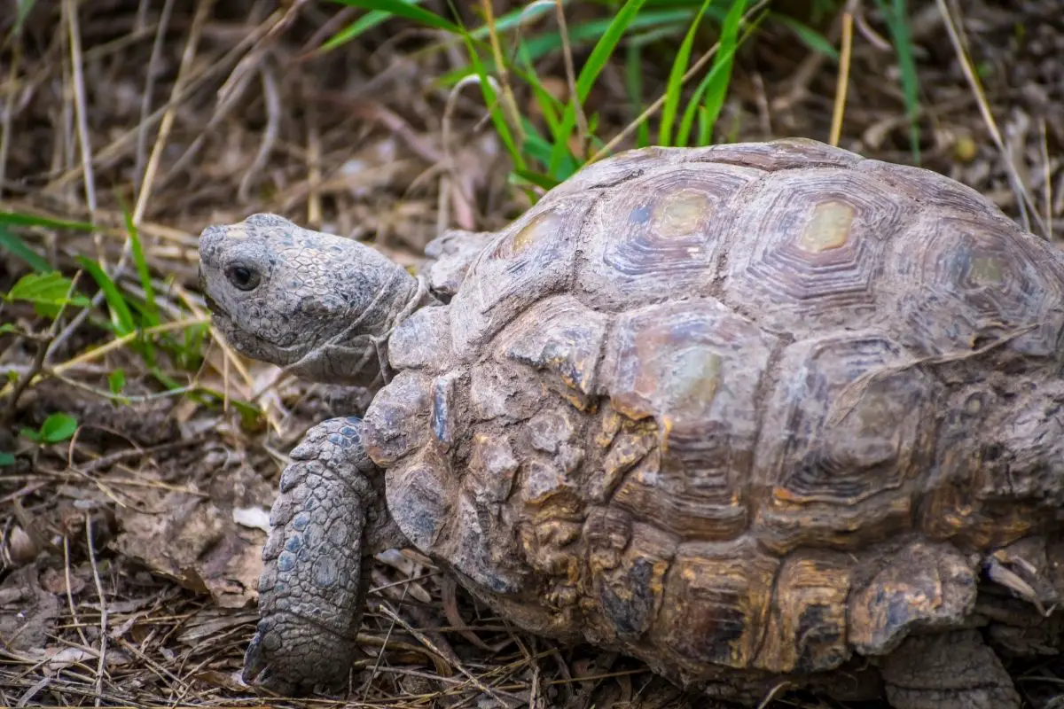 Texas tortoise texas (gopherus berlandieri) in the land