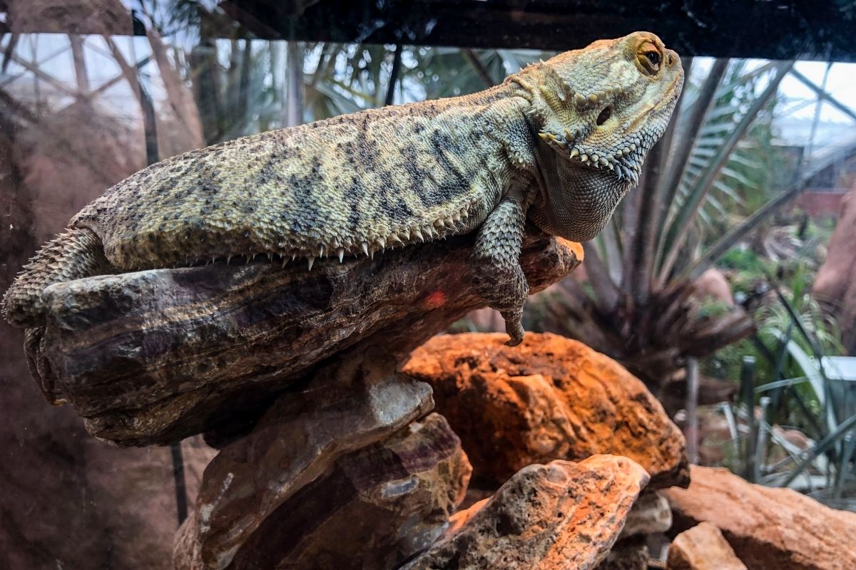 Bearded dragon on rocks