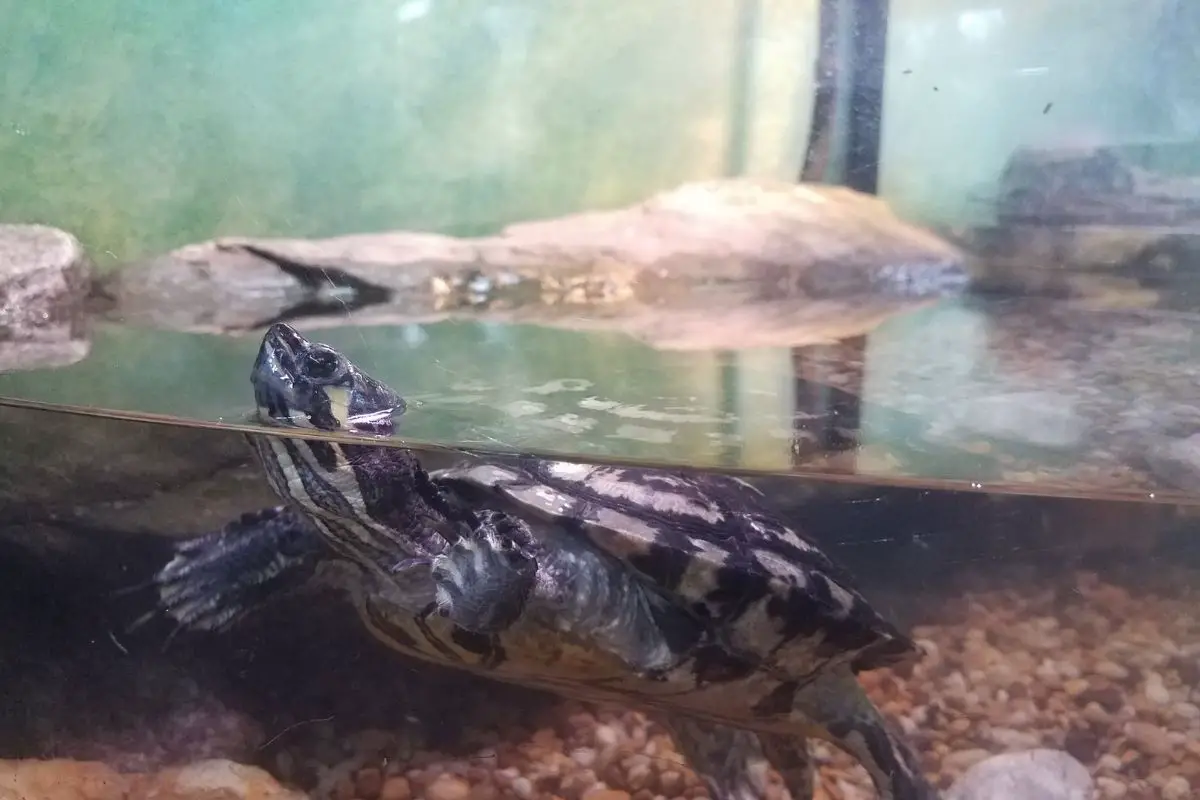 Turtle in the turtle tank