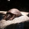 Turtle Basking under the light