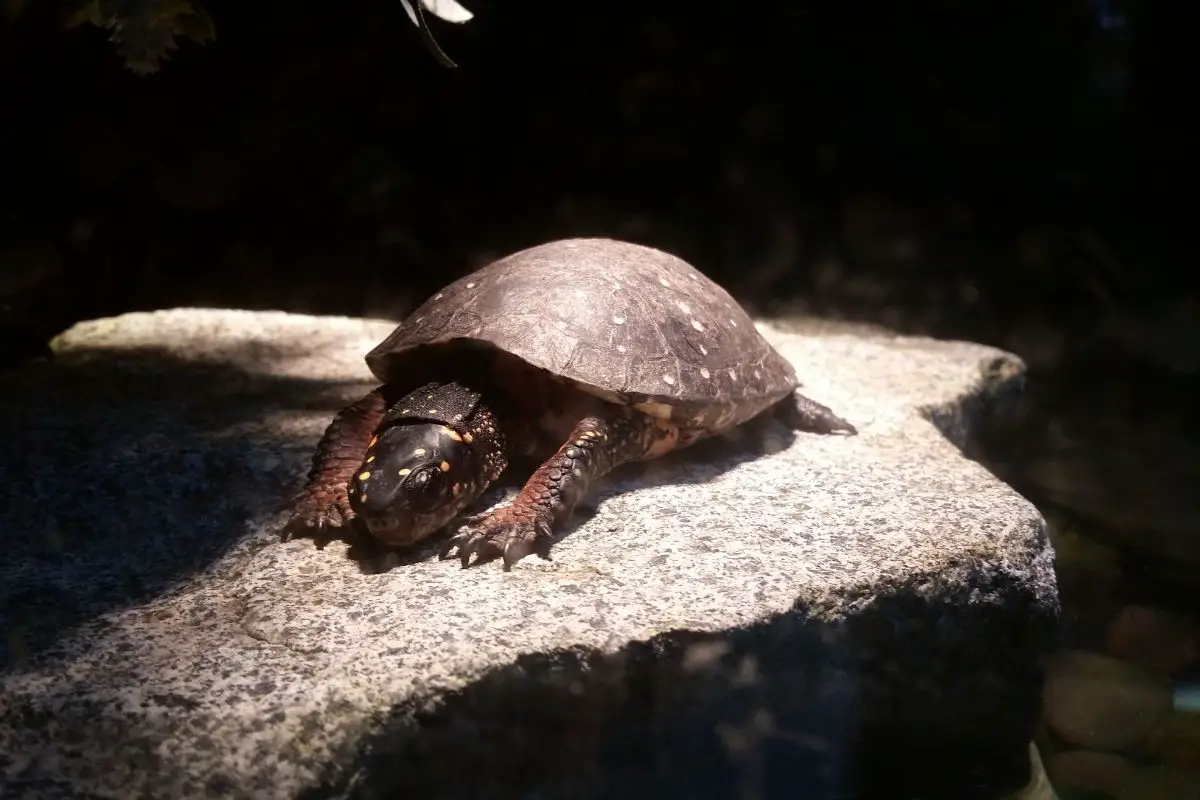 Turtle basking under the light