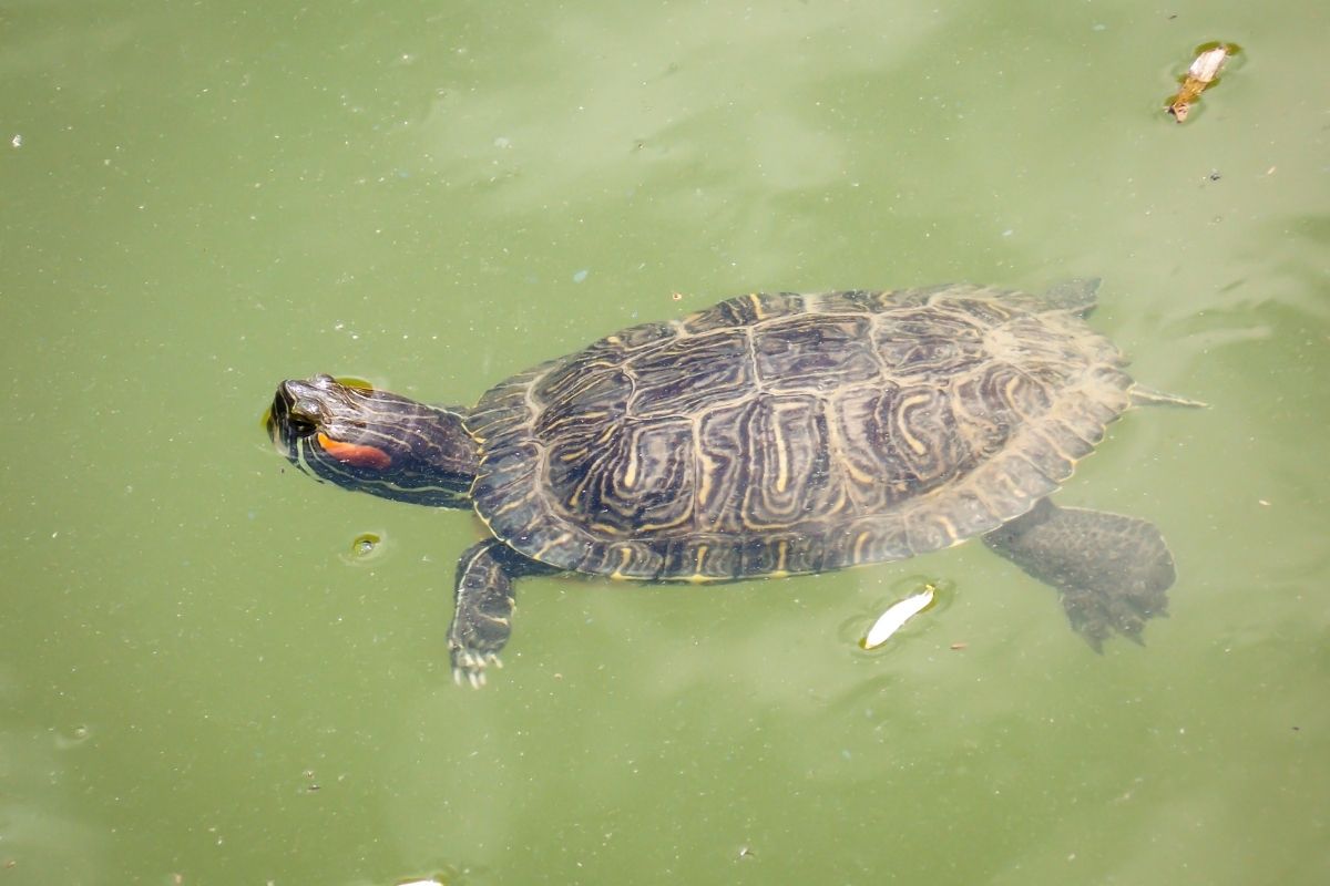 Swimming big bend slider turtle