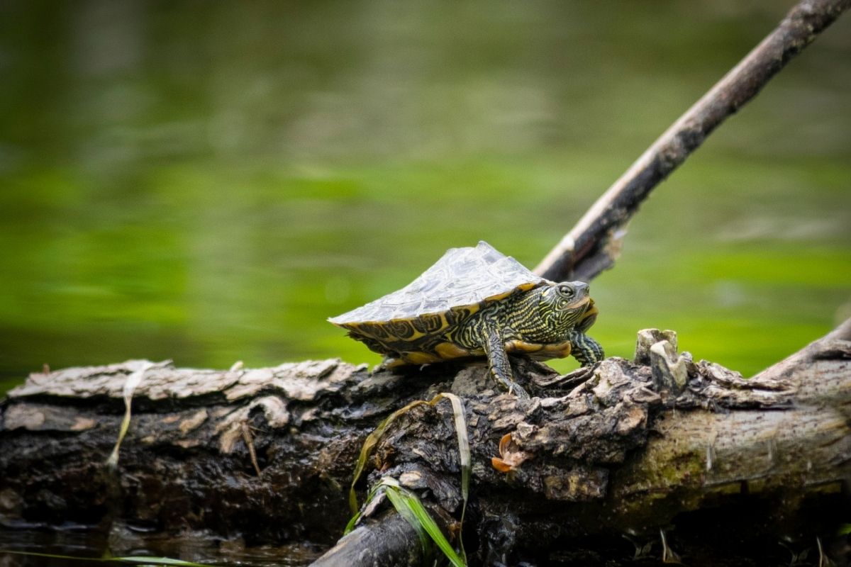 Cagle's map turtle on the log