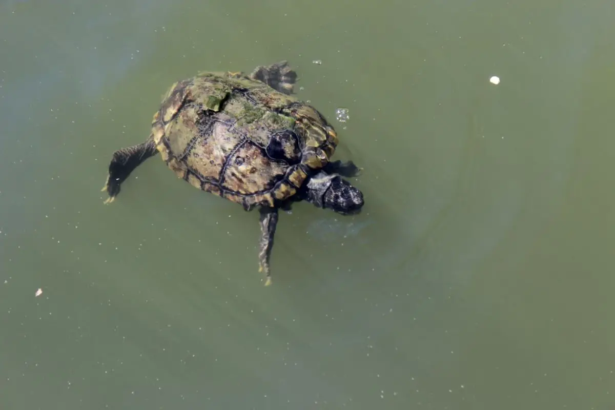 Chicken turtle in the water