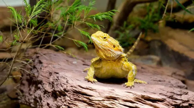 yellow bearded dragon on a rock