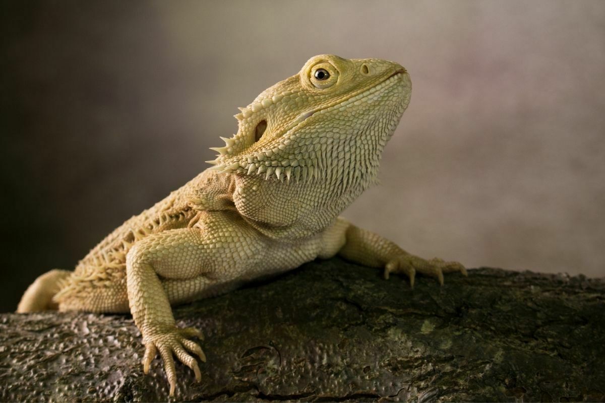 Brown bearded dragon on brown tree trunk