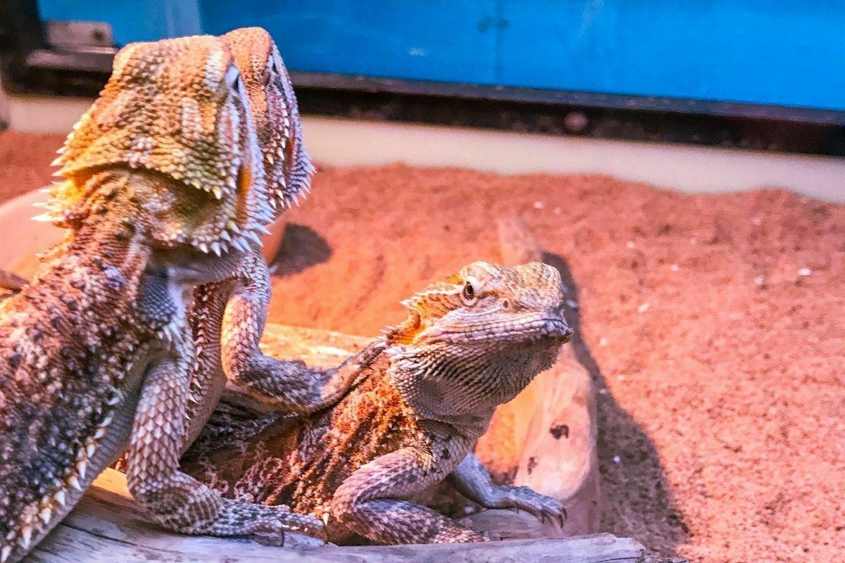 2 pet bearded dragons in a tank