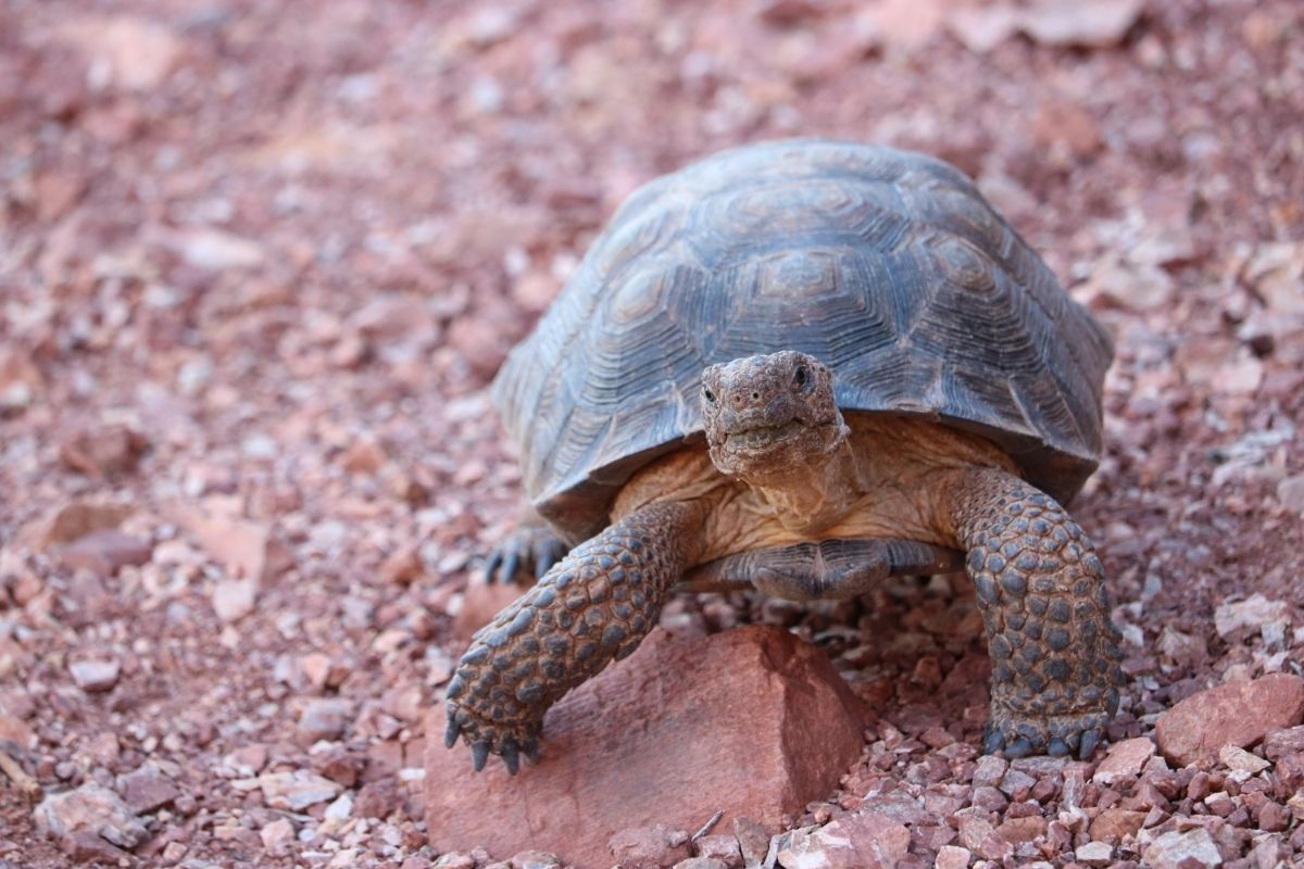 close-up photo of Desert Box Turtle