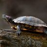 red-eared slider standing on wood