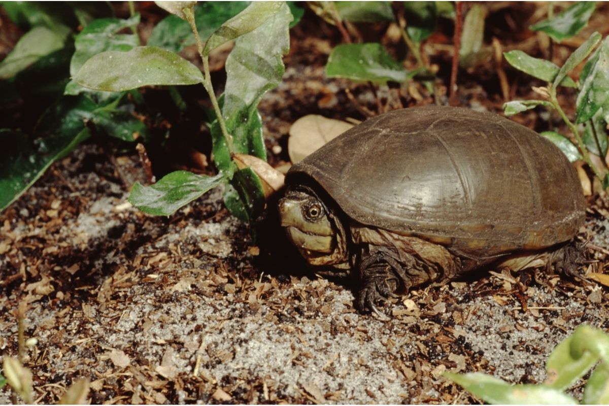 The eastern mud turtle
