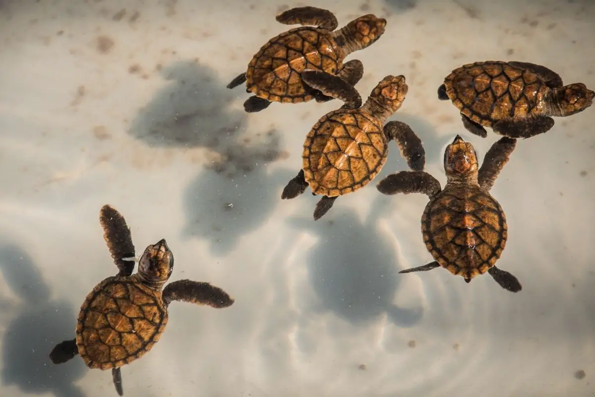 five baby turtles
