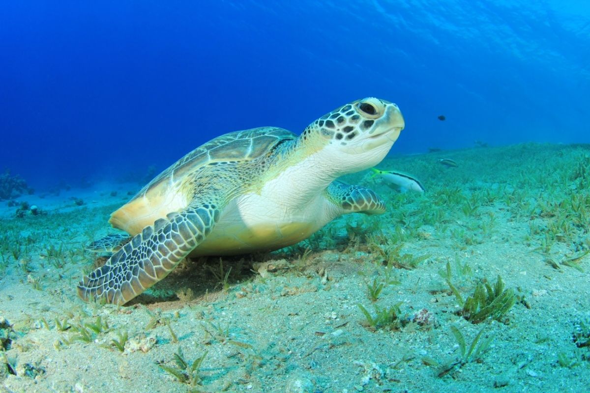 Green sea turtle under the sea