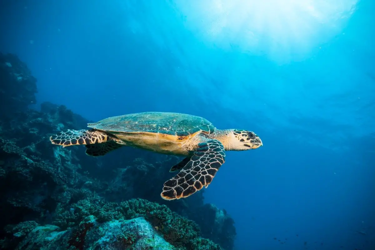 Hawksbill Sea Turtle swimming in the sea