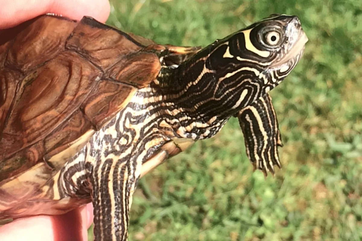 Mississippi map turtle enjoying the sun