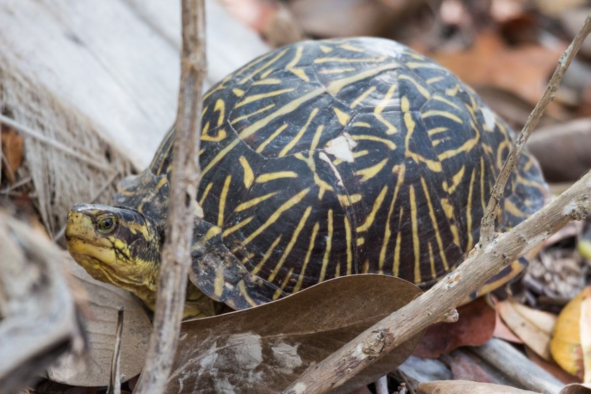 close-up photo of an Ornate Box Turtle