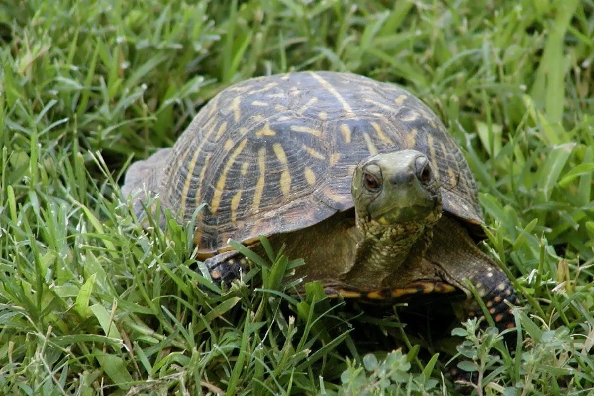 ornate box turtle in the grass