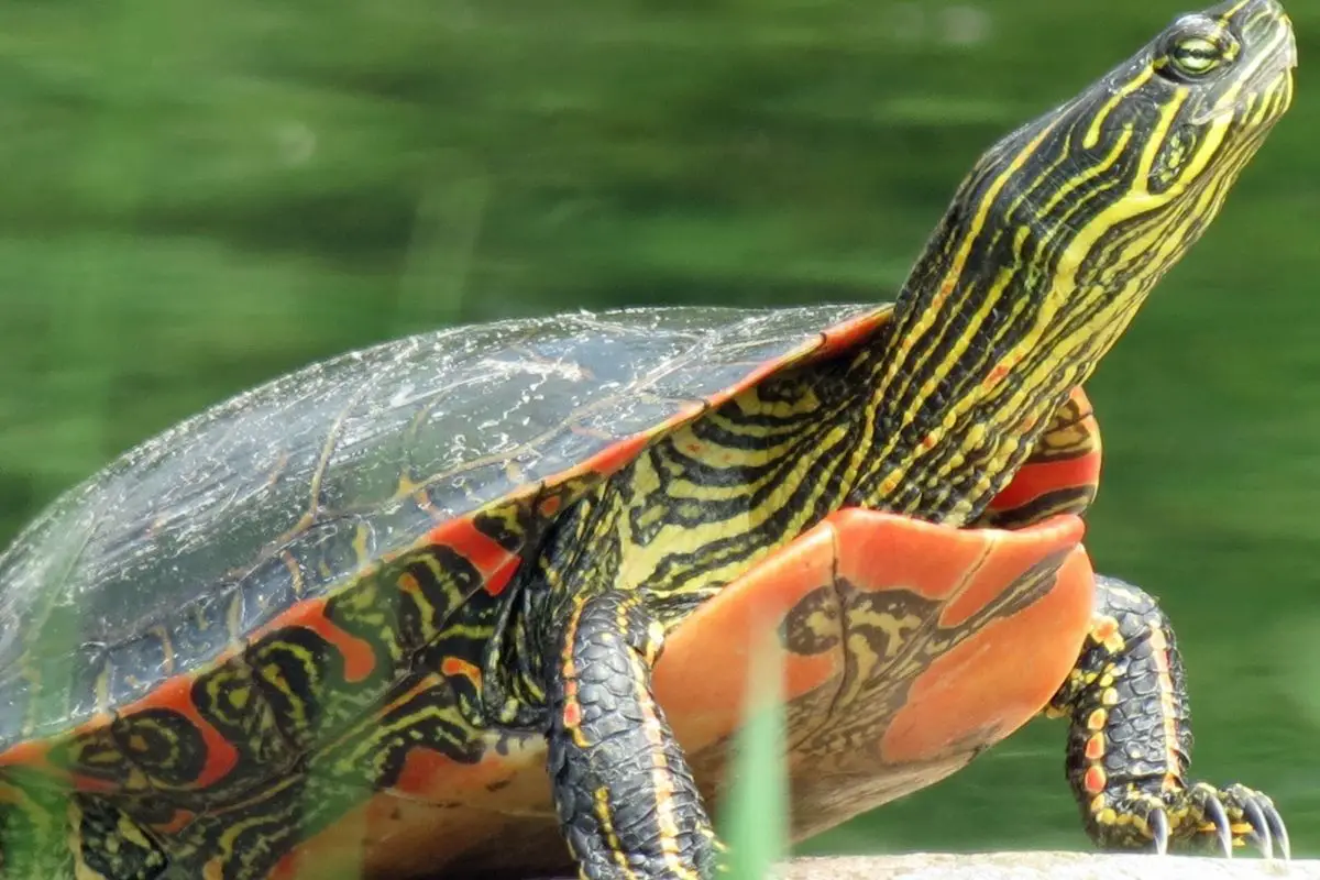 Painted turtle near the water