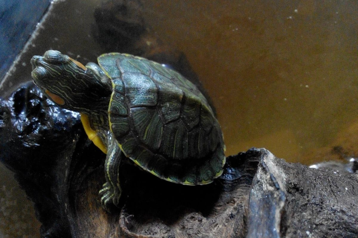 Lone red eared slider in the tank