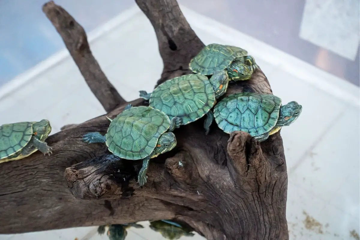 The perfect red eared slider tank