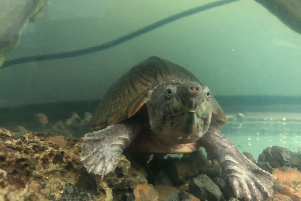 Razor Backed Musk Turtle underwater