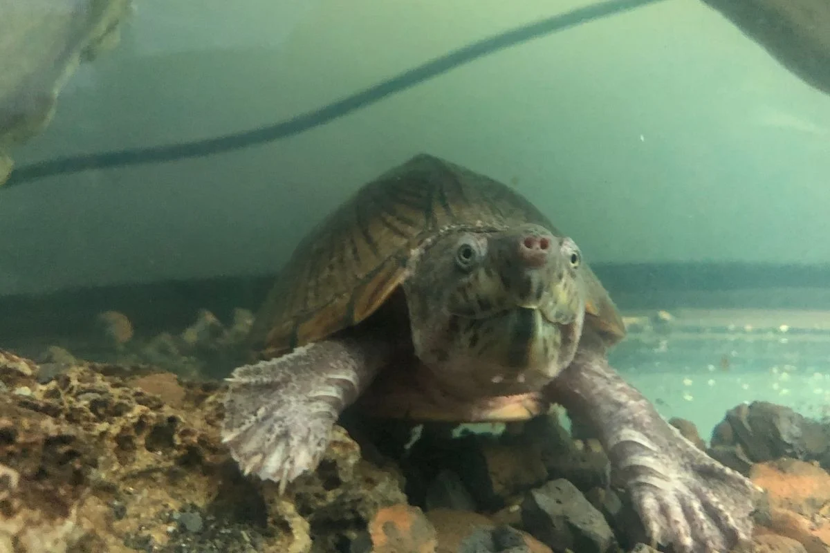 Razor backed musk turtle underwater