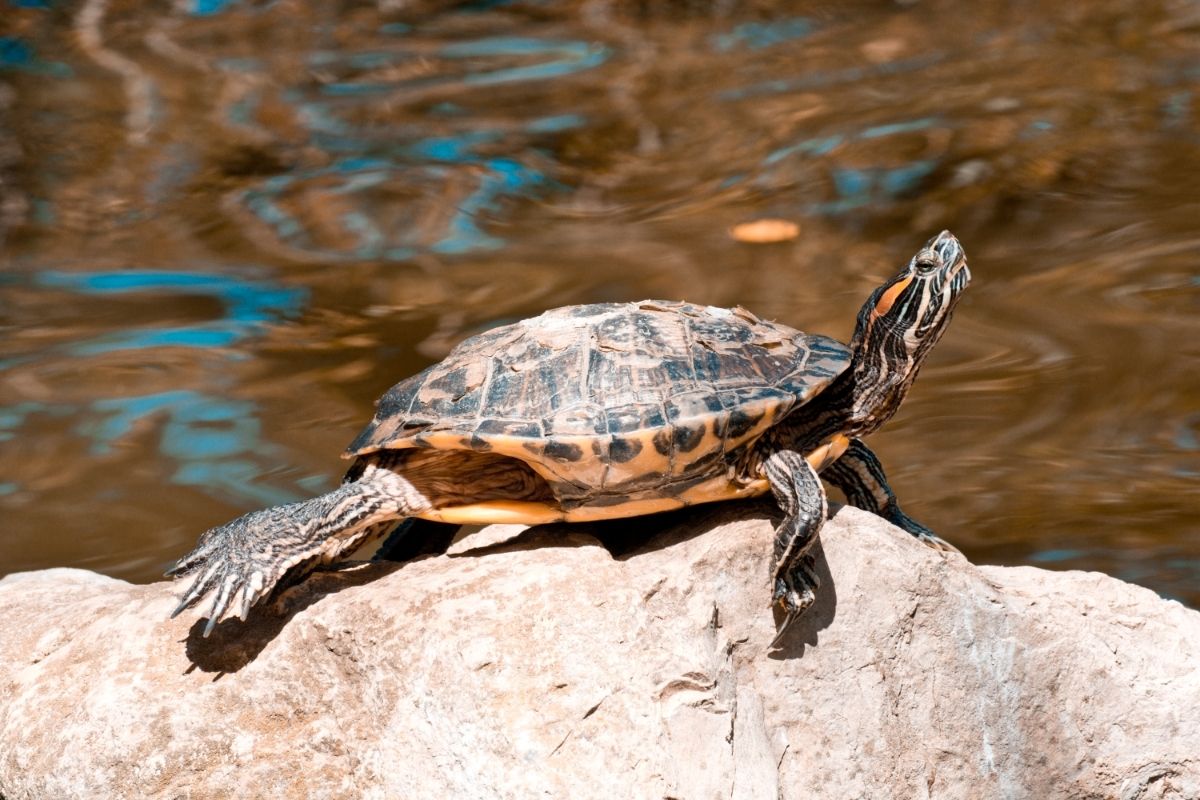 Turtle Basking on a rock