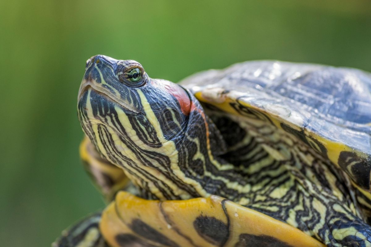Red eared slider turtle close-up