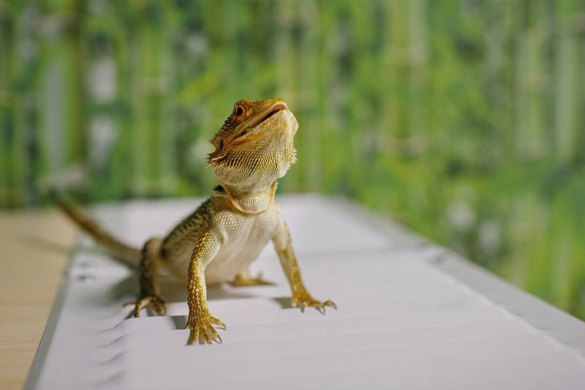 Bearded dragon posing