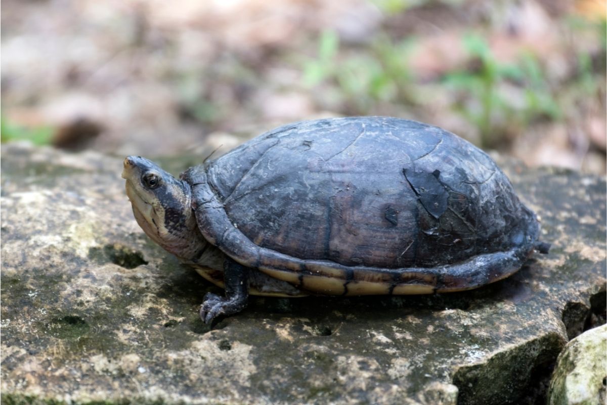 Rough-footed mud turtle on the top of the rock