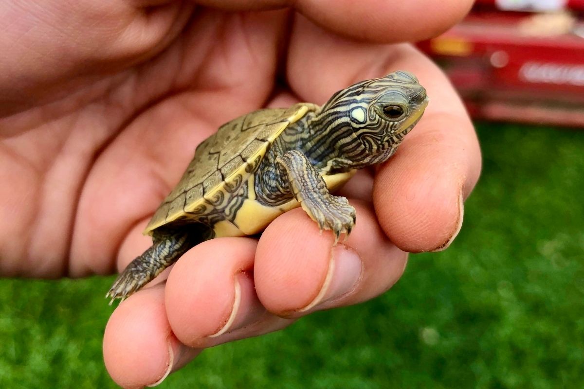 Baby sabine map turtle in hand