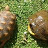 Turtles And Tortoises on grass