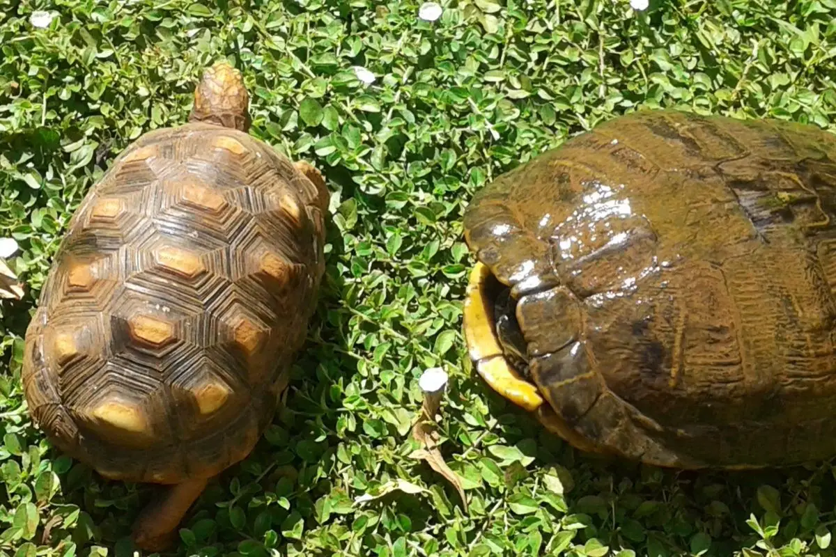 Turtles and tortoises on grass