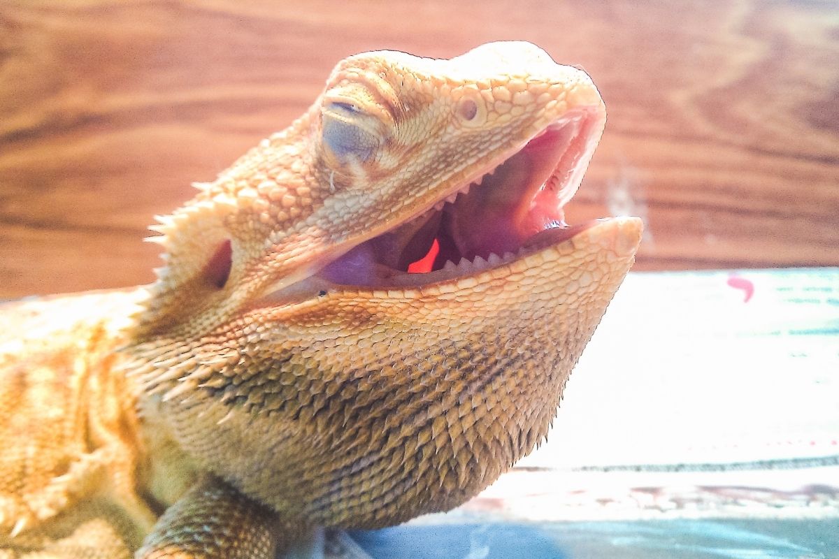 Yellow bearded dragon with its eyes closed