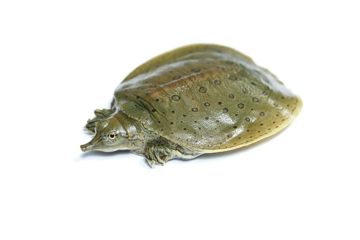 Spiny Softshell Turtle picture with white background