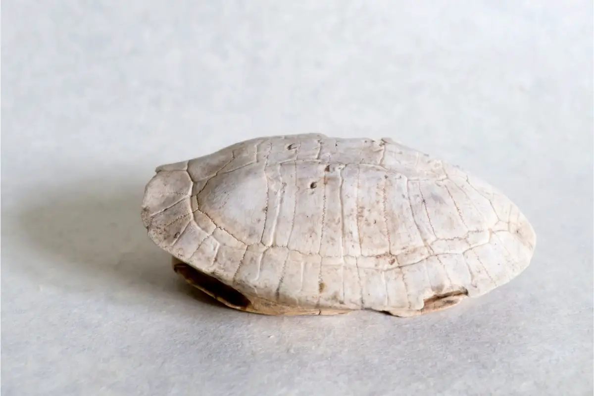 empty white turtle shell