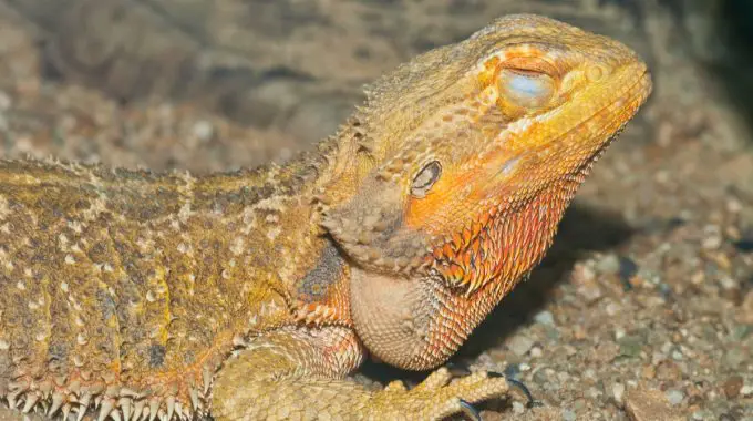 Bearded dragon with eyes closed