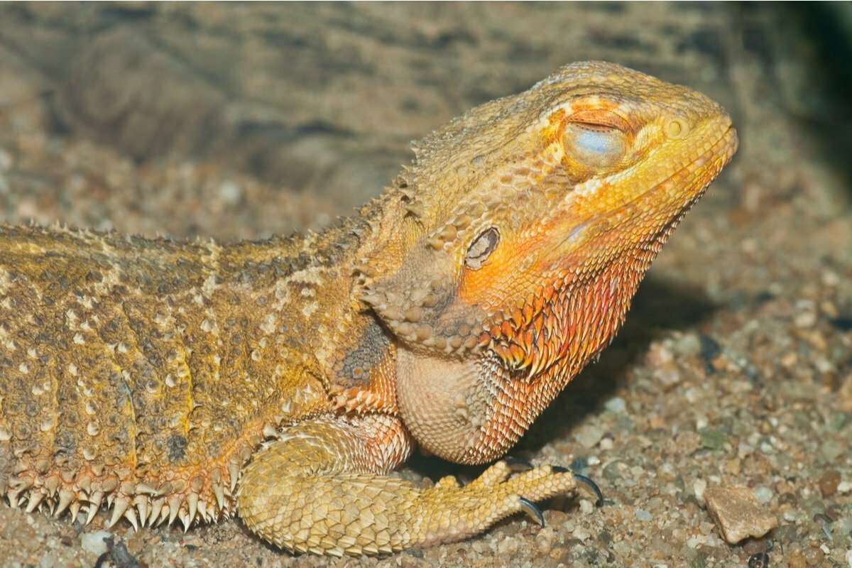 The surprising truth to why your bearded dragon closes its eyes