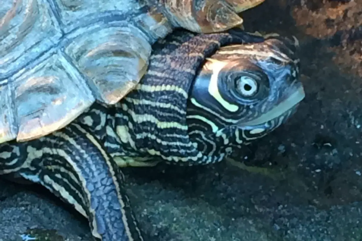 The texas map turtle
