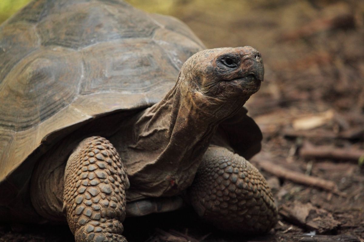 Adult tortoise