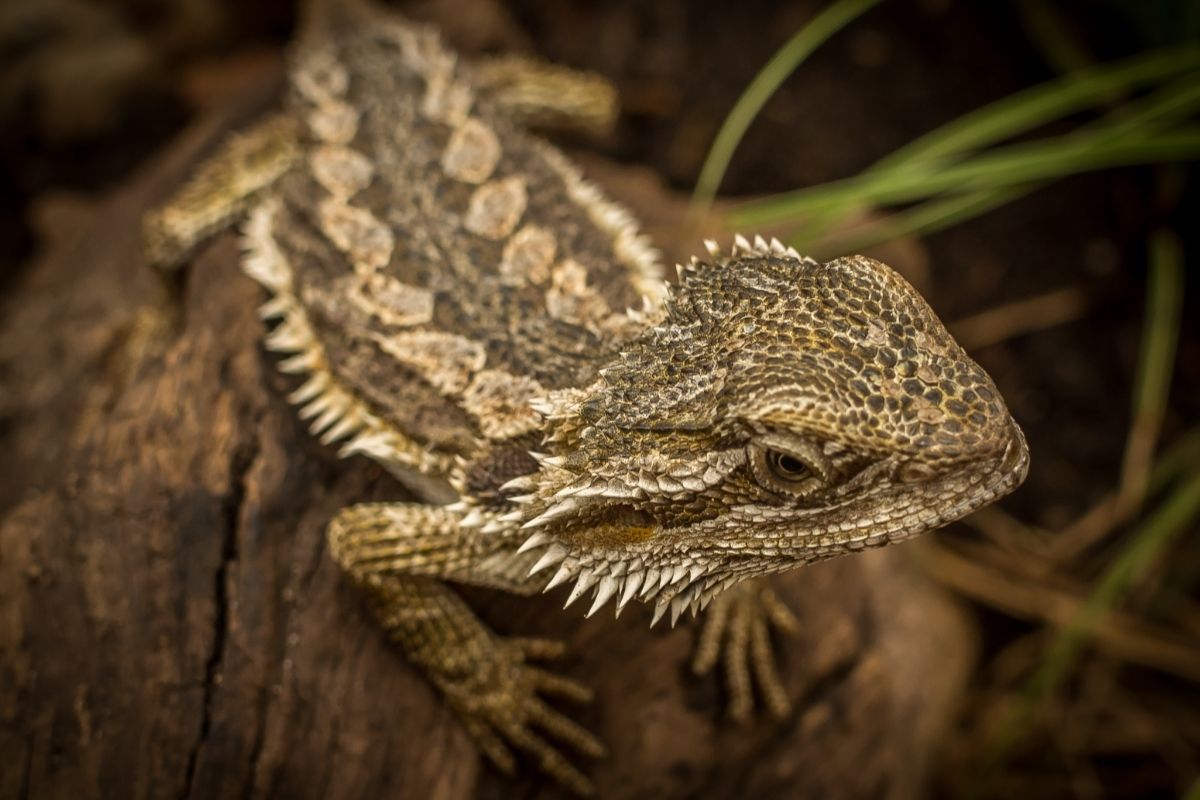 Bearded dragon on a wood