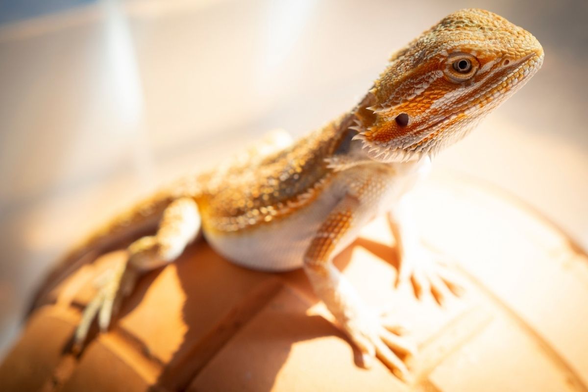 Small bearded dragon enjoying the light