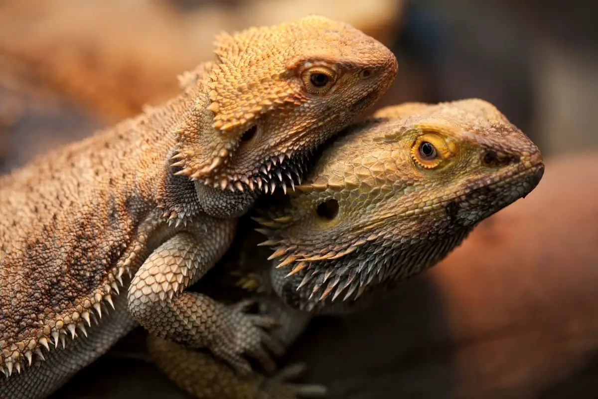 Bearded dragon on top of another bearded dragon