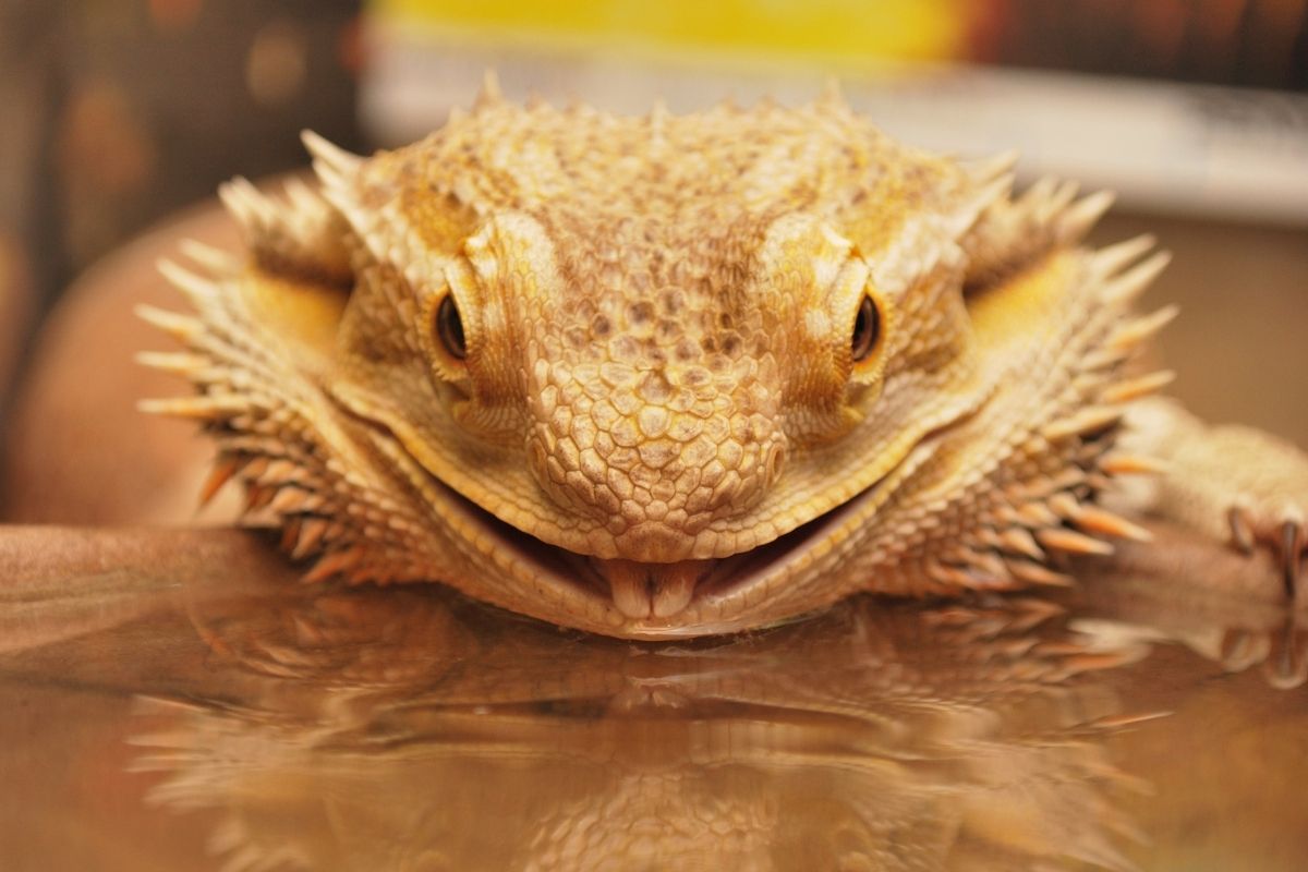 Yellow bearded dragon drinking water