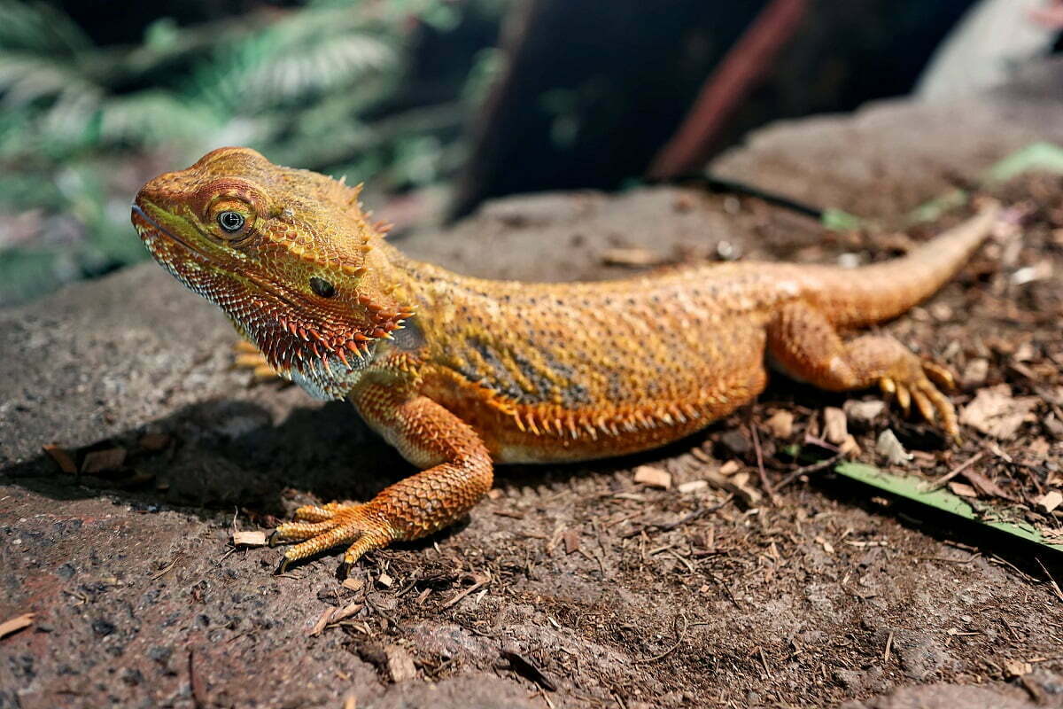 Orange bearded dragon on ground