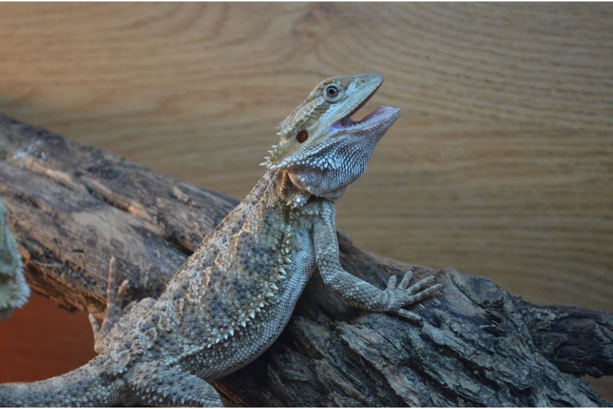 Watching bearded dragon