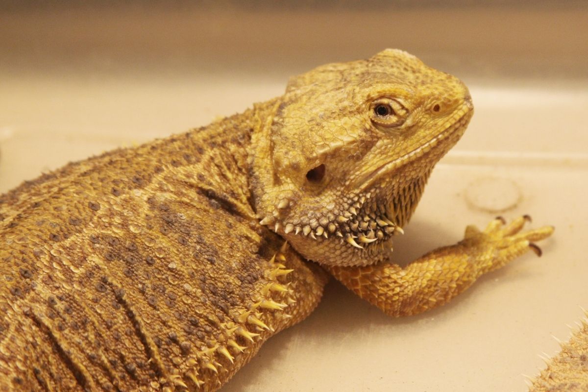 Close-up of big bearded dragon