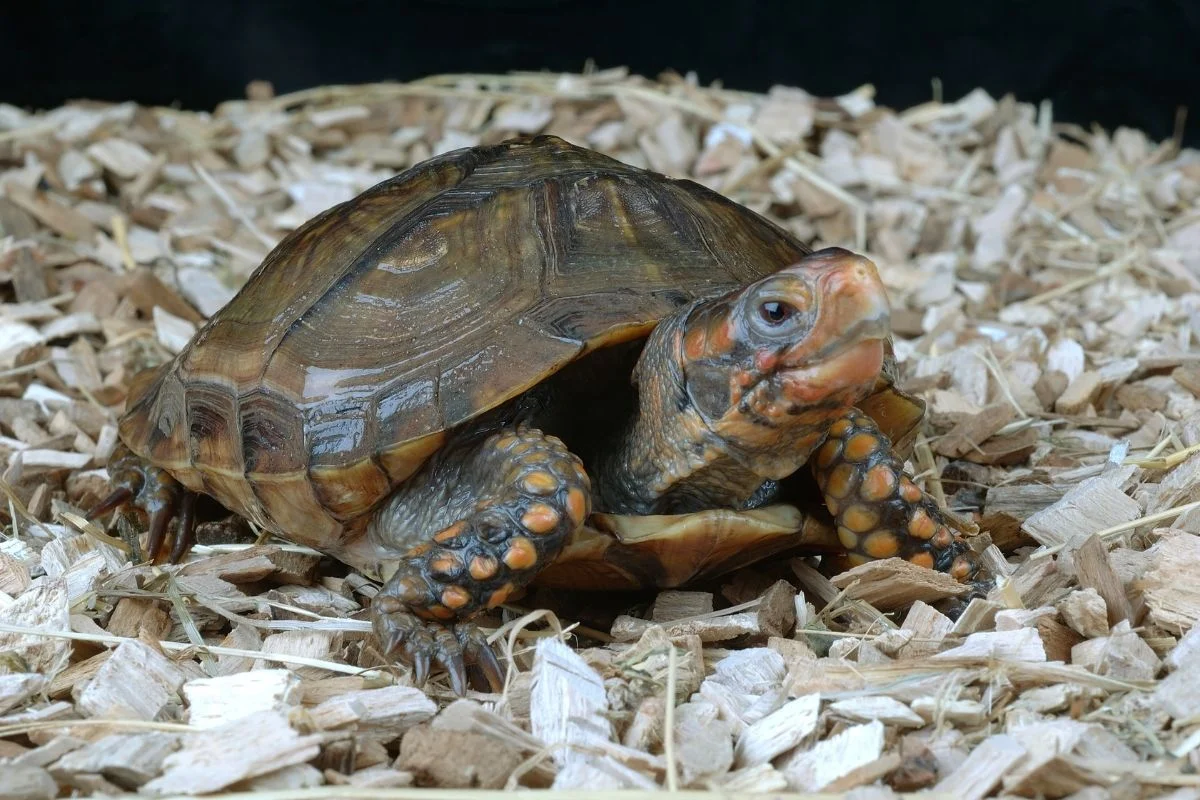 Three-toed box turtle standing on a chipped wood