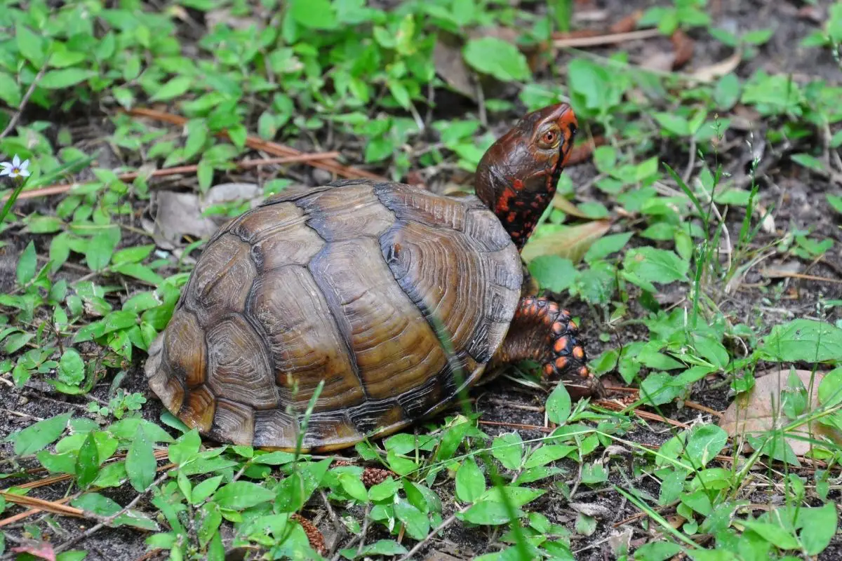 Three-toed Box Turtle on a green grass